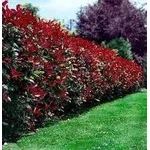 potaturasiepephotinia1