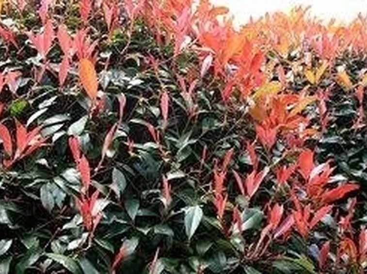potaturasiepephotinia2