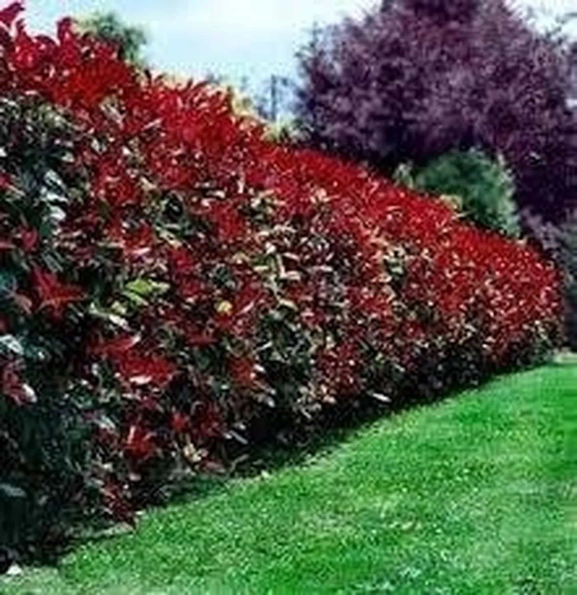 potaturasiepephotinia1