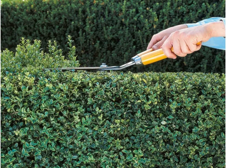 Forbicione da giardino per potare una siepe
