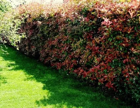 Siepe colorata
