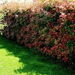 Siepe colorata