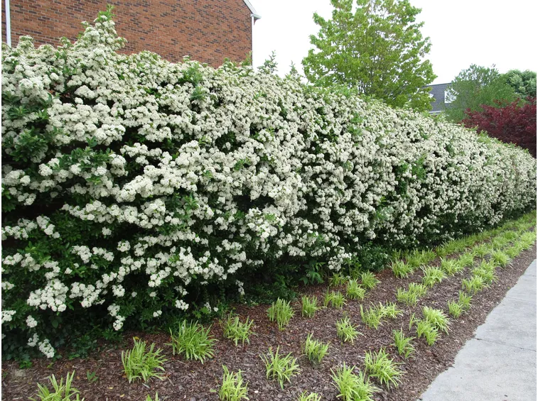 Siepe di piracanta in fiore