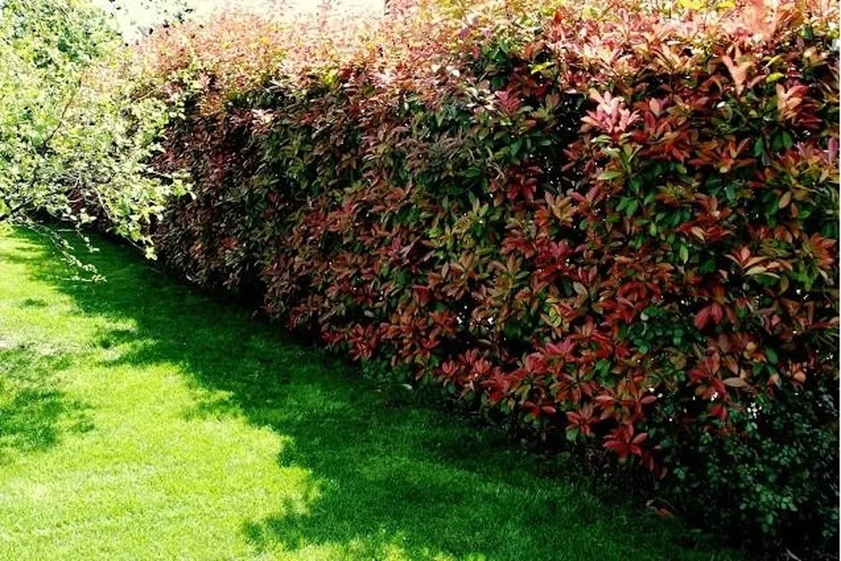 Siepe colorata