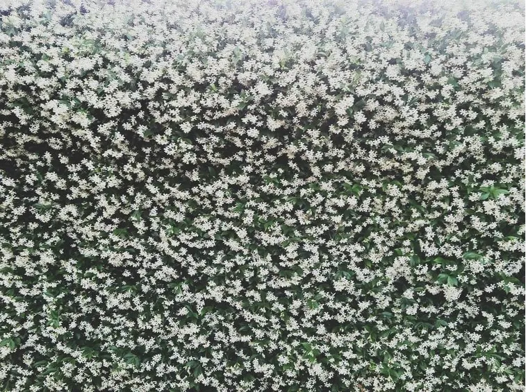Un muro di gelsomino
