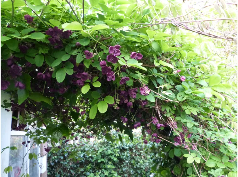 Una cascata di akebia quinata