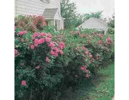 rosedasiepe