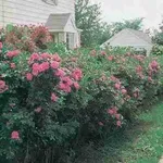 rosedasiepe