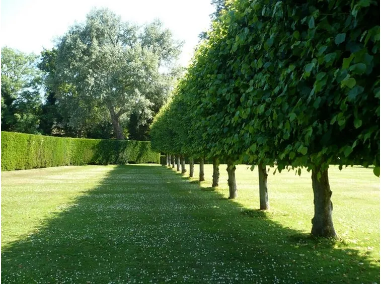Siepe di alberi