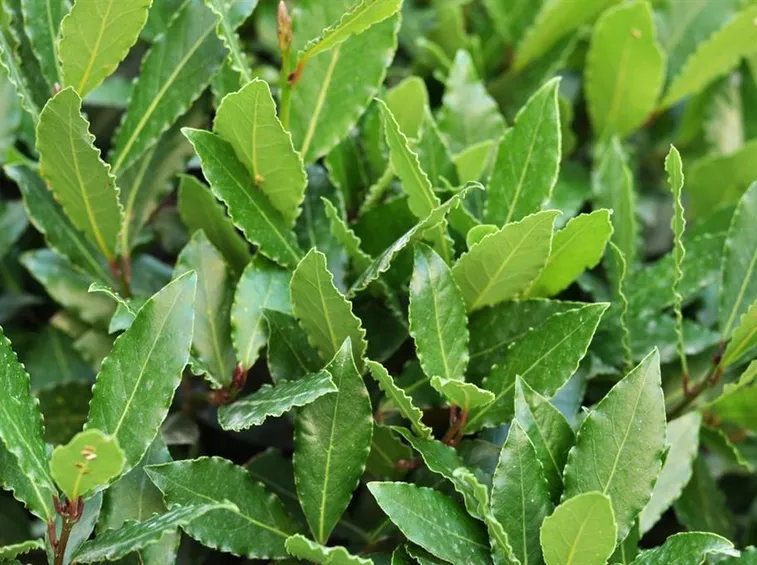 siepe alloro