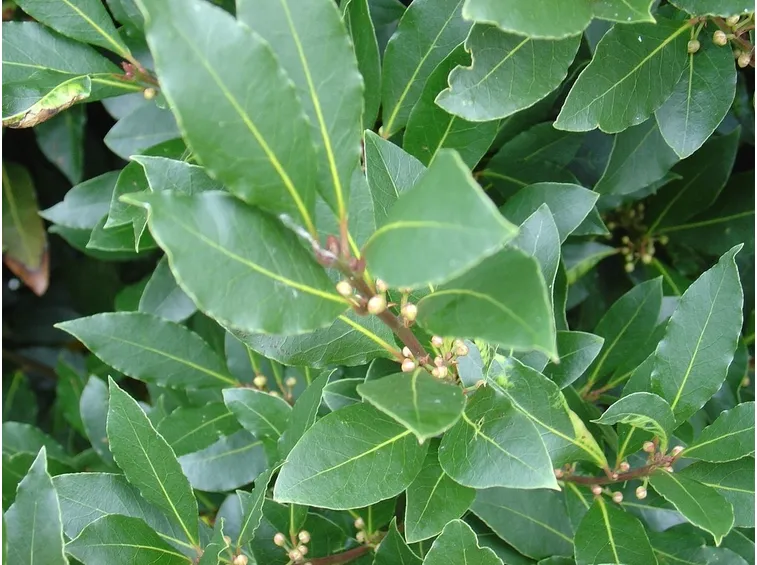 alloro