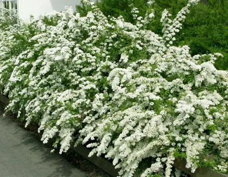 Siepe fiorita