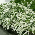 Siepe fiorita