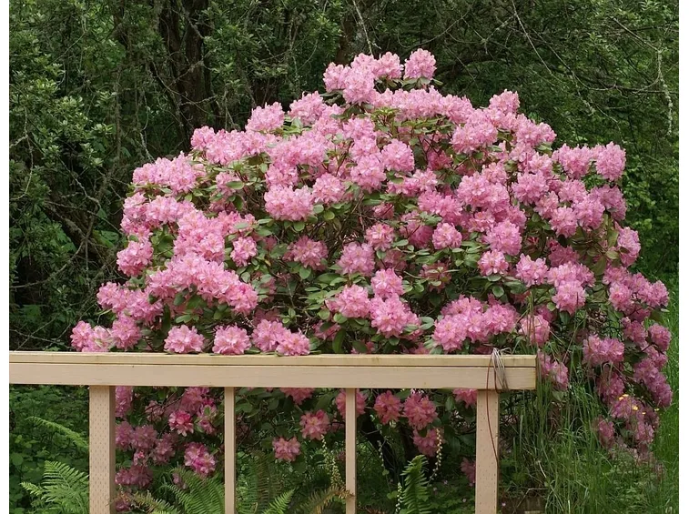 Rododendro