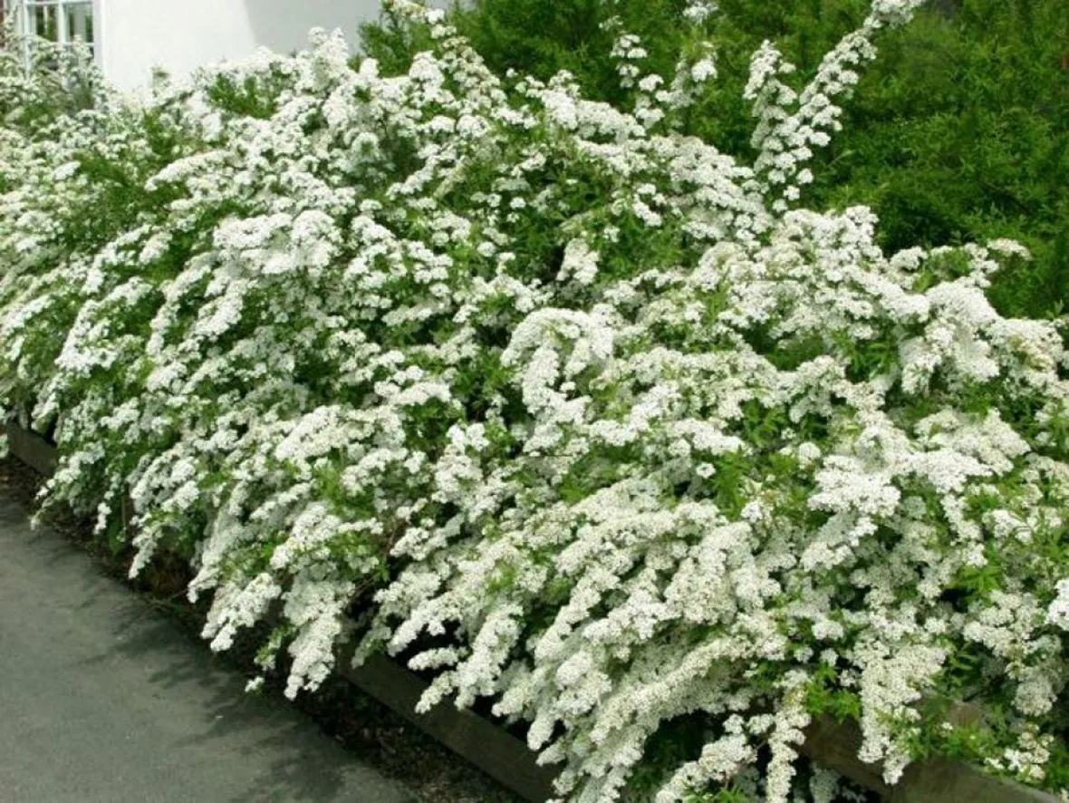 Siepe fiorita