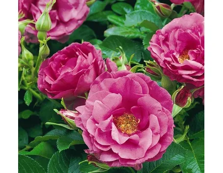 Dettaglio della varietà di rose da siepe Wild Edric