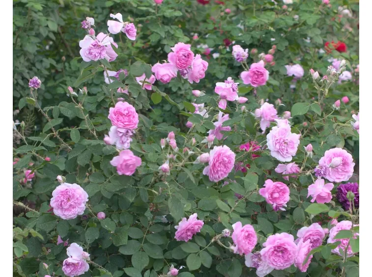 Cespuglio di Harlow Carr