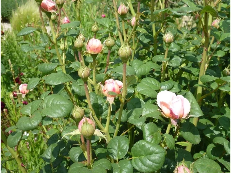 Bellissimi boccioli della varietà di rose da siepe Queen of Sweden