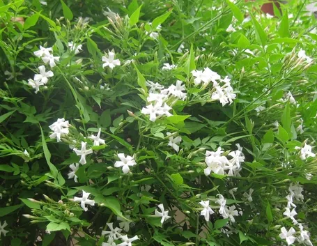 Bellissimo gelsomino fiorito