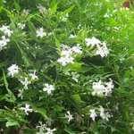 Bellissimo gelsomino fiorito