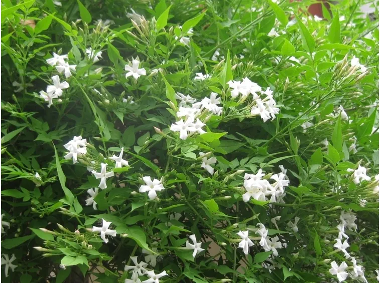 Bellissimo gelsomino fiorito