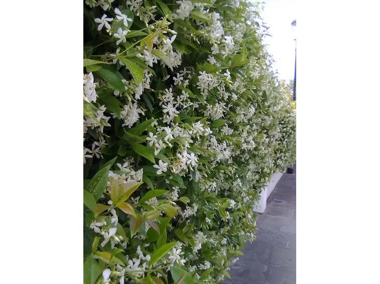 Siepe di gelsomino fiorita