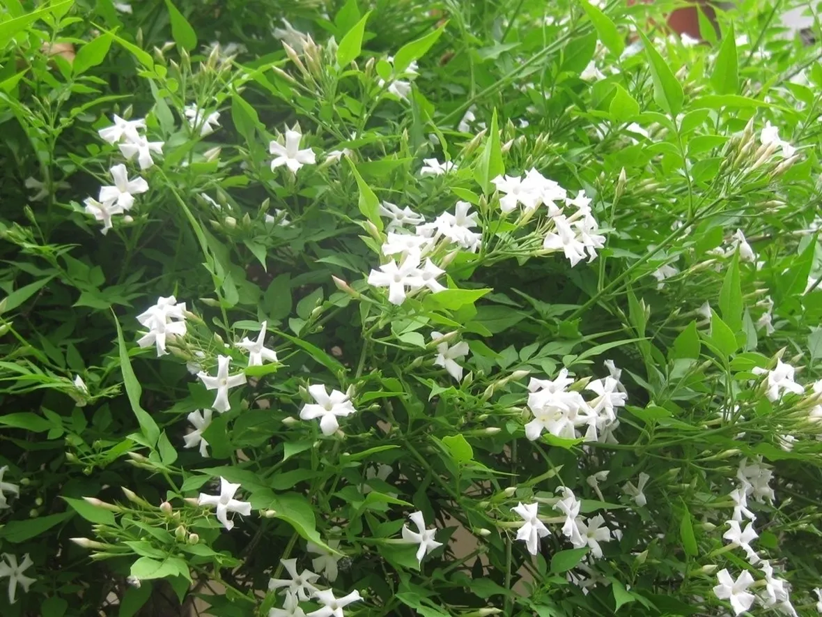 Bellissimo gelsomino fiorito