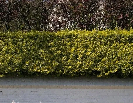 viale con siepi di ligustro