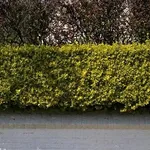 viale con siepi di ligustro