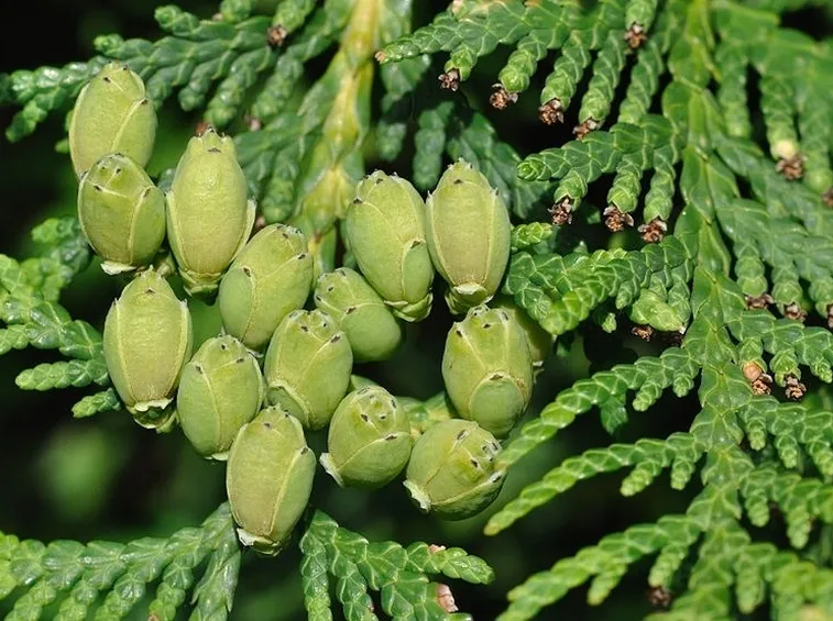 Frutti di tuia occidentalis