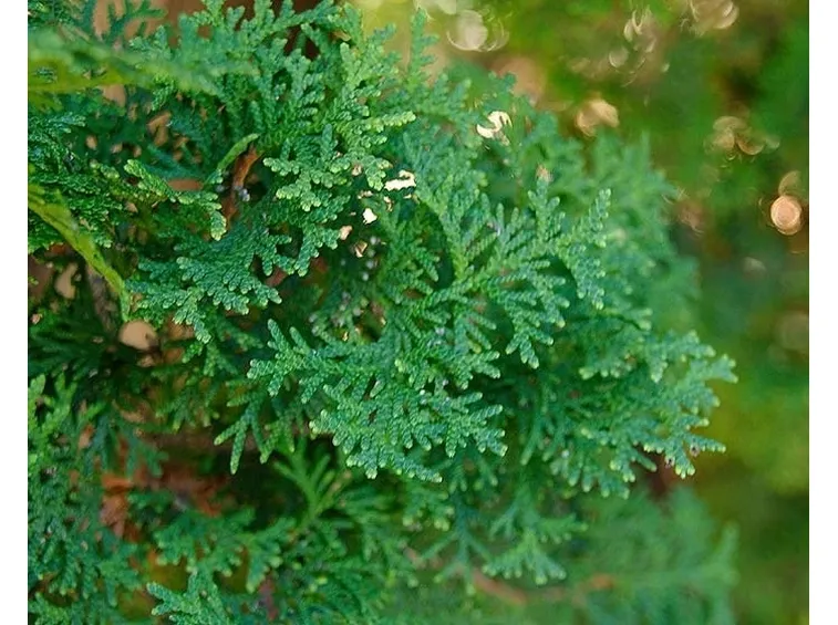 Foglie di tuia occidentalis
