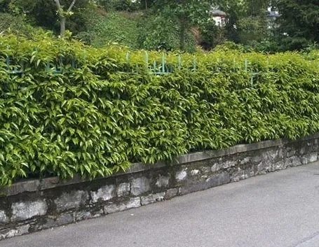 Siepe di viburnum lucidum