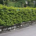 Siepe di viburnum lucidum