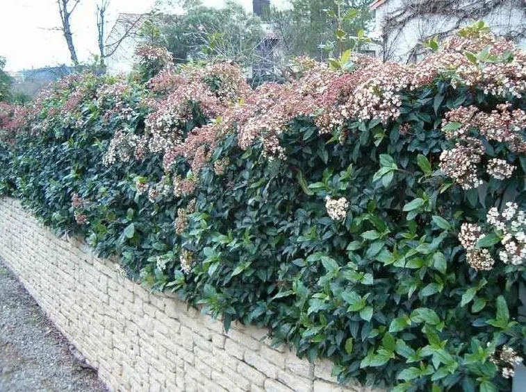 In primavera, il viburno lucido produce un'abbondante fioritura