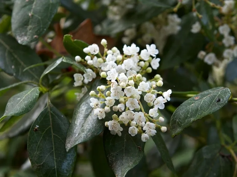 Viburno lucido, particolare delle foglie e dei fiori