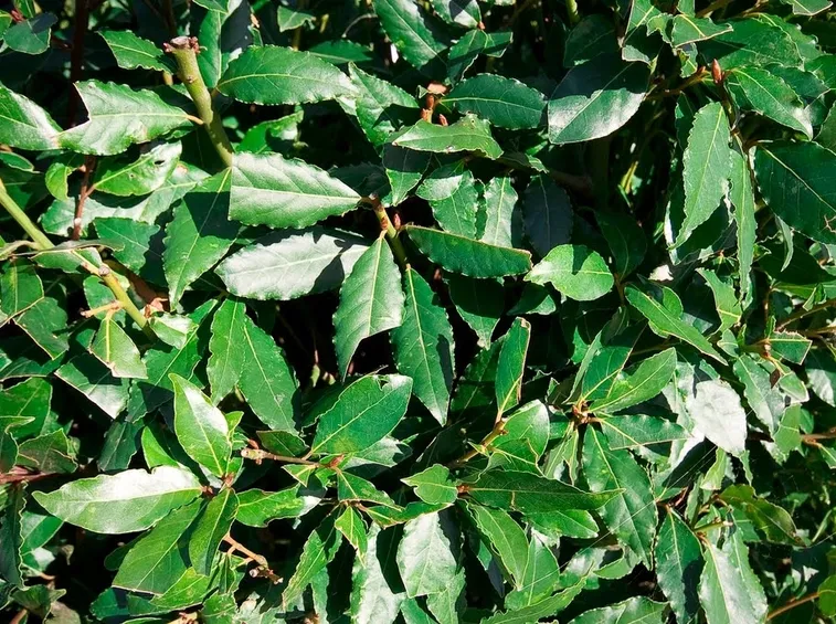 lauro nobilis