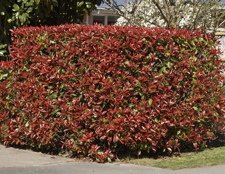 Siepe di photinia