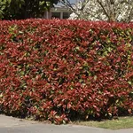 Siepe di photinia