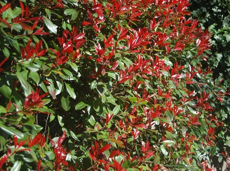 Photinia