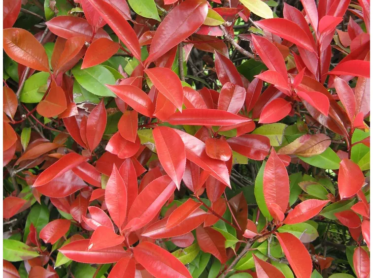 Foglie di photinia