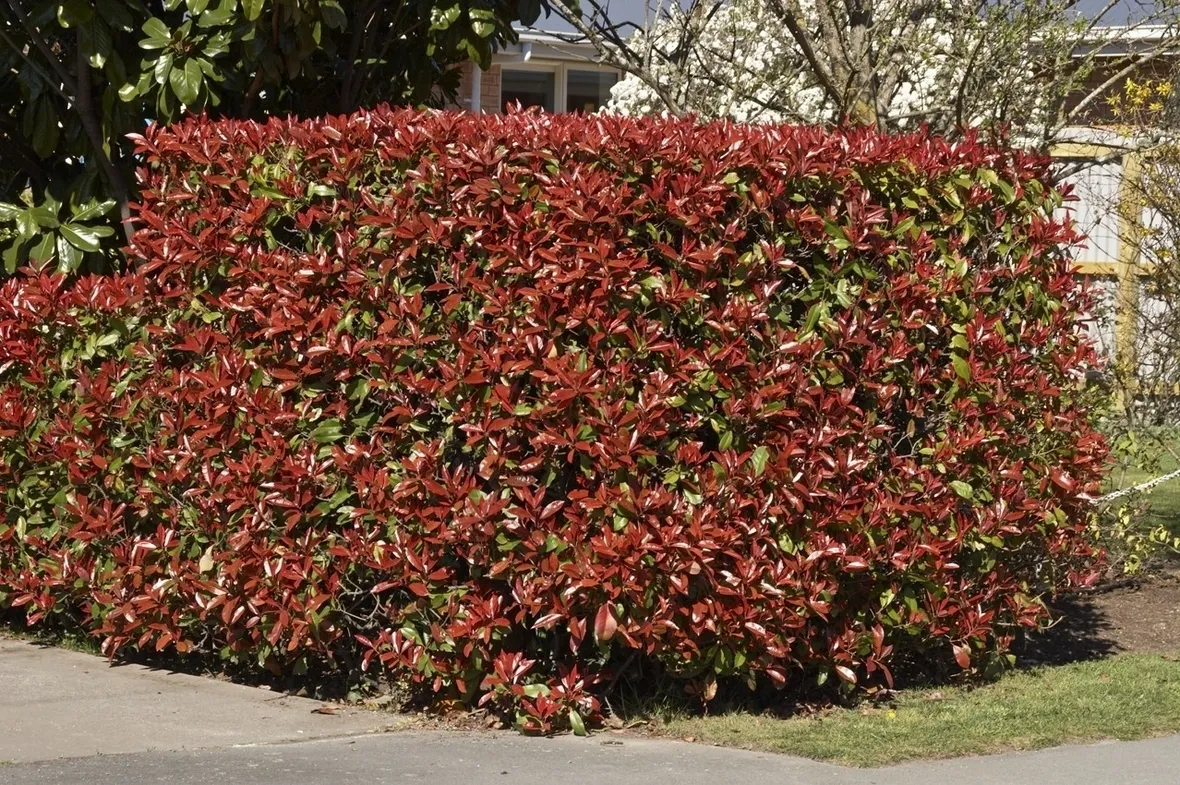 Siepe di photinia