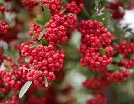 siepepyracantha