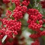 siepepyracantha