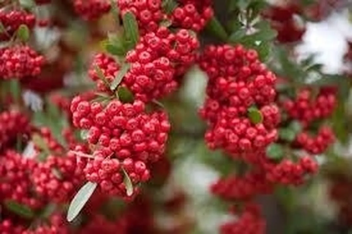 siepepyracantha
