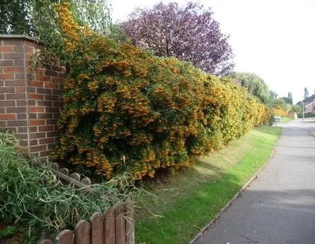 Siepe di pyracantha