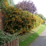 Siepe di pyracantha