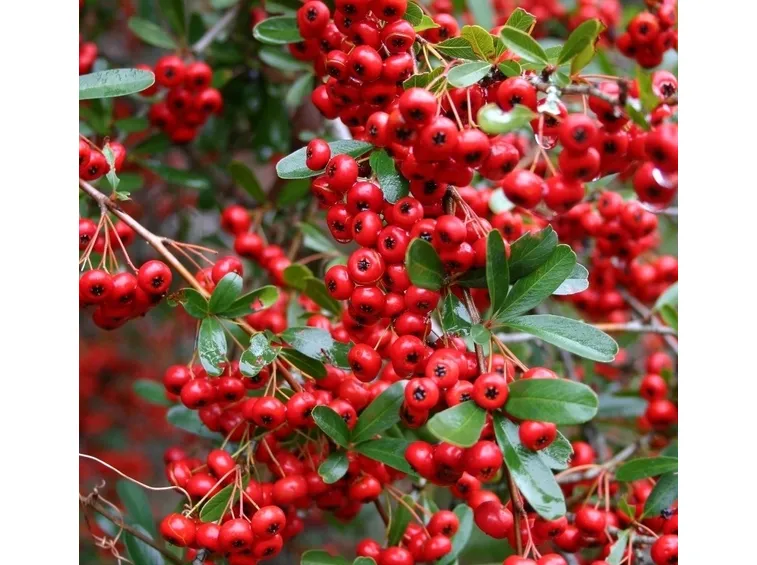 Bacche di pyracantha