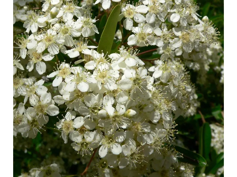 Fiori di pyracantha