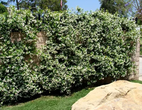 rhyncospermum