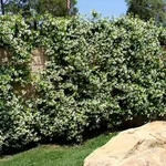 rhyncospermum